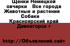 Щенки Немецкой овчарки - Все города Животные и растения » Собаки   . Красноярский край,Дивногорск г.